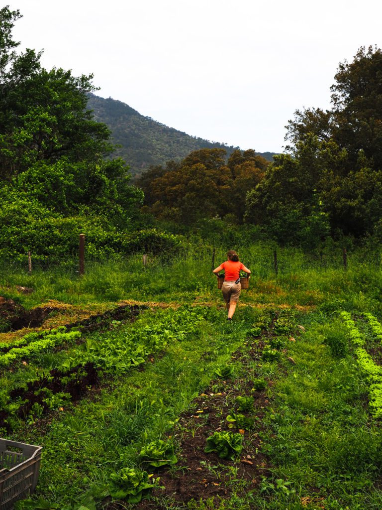 French farmer harvesting the vegetable patch ©BonFond