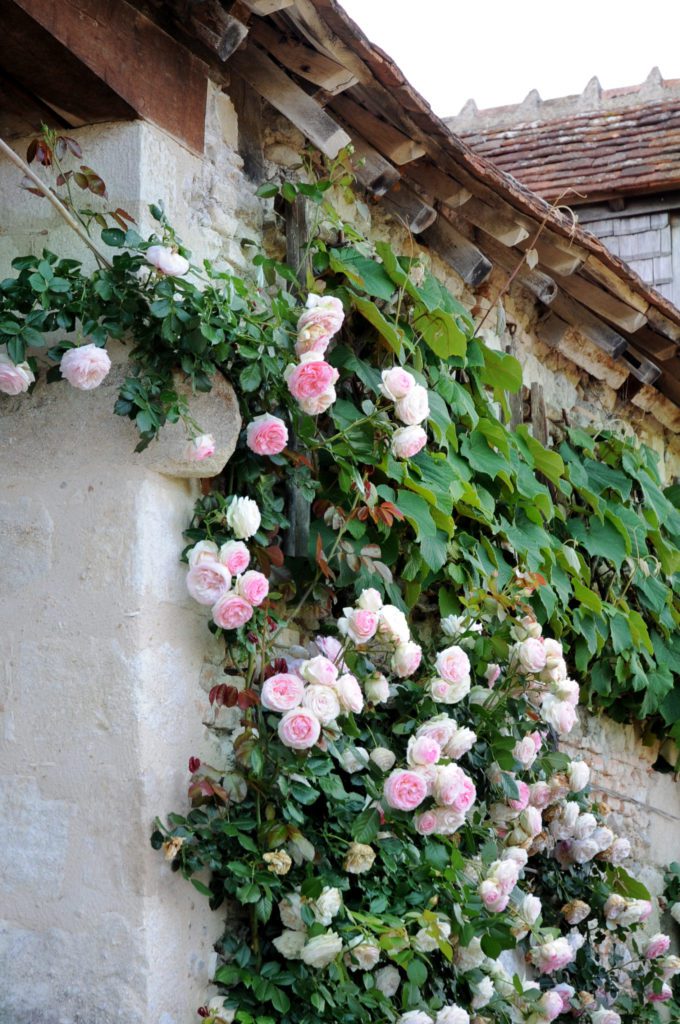 Climbing roses at Orsan Priory Gardens © Franck Schmitt