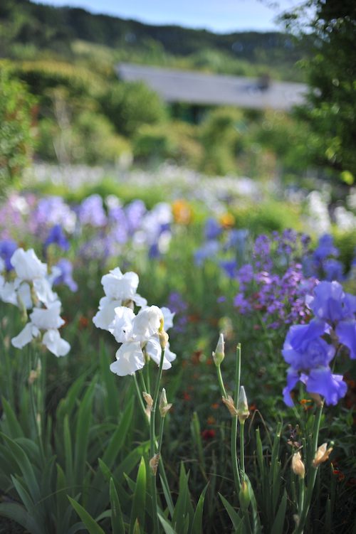 Close up of irises in Monet's garden © Franck Schmitt
