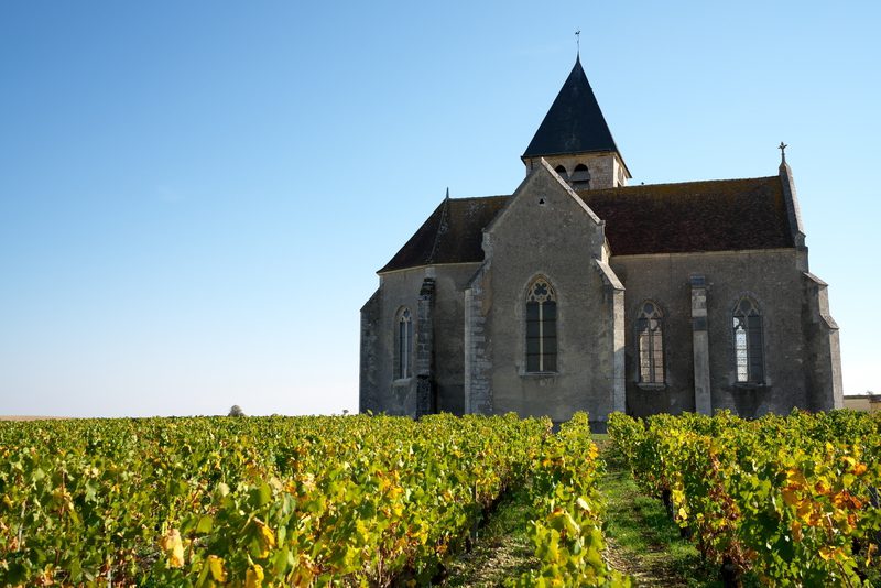 a view on a vineyard in chablis