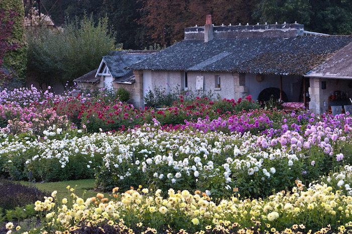 a view of the dahlia color garden at chateau de la bourdaisière
