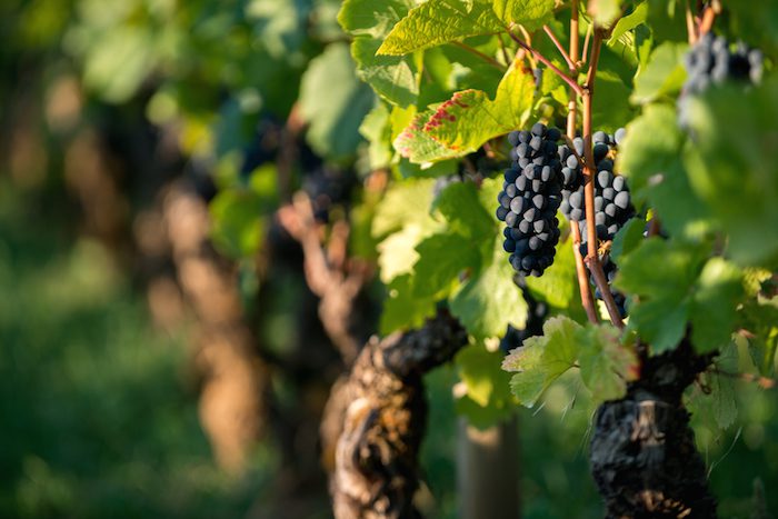 grapes in a burgundy vineyard