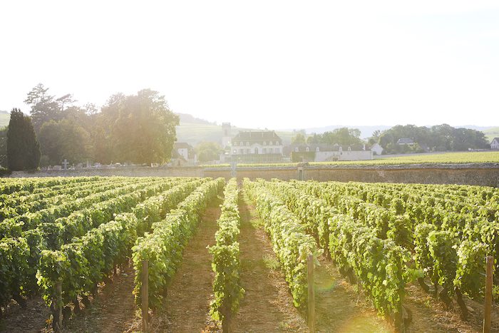 the pommard vineyards in the morning light