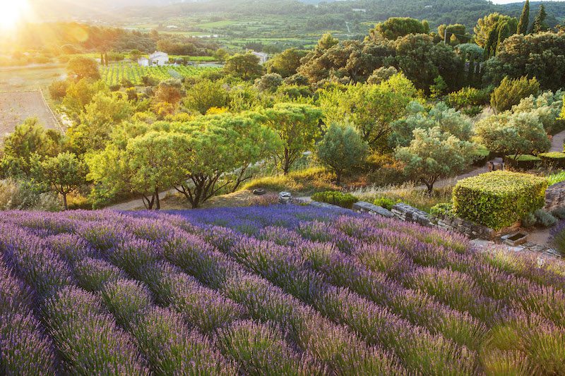 rows of lavender rolling down a sloping hill