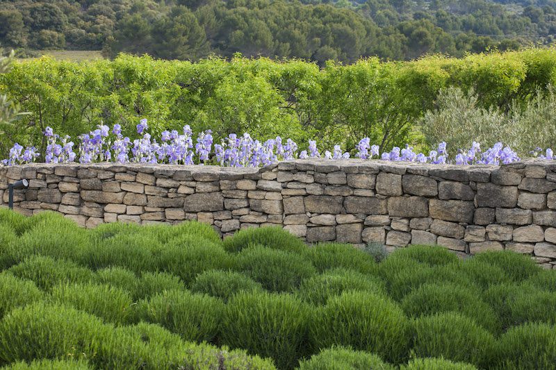 a provencal wall with irises blooming from it