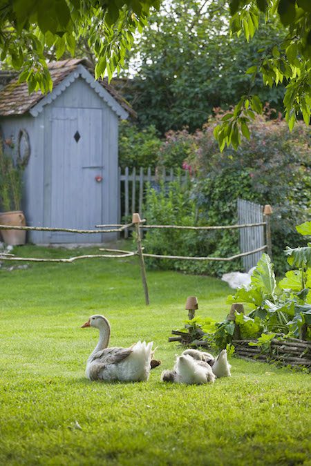 a goose and its young sitting on a lawn next to a vegetable patch