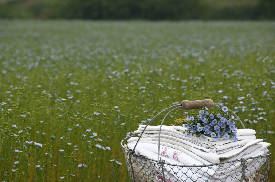 a metal basket with a stack of linen, in a linen field with blue flowers