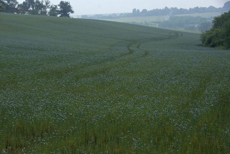 a field of small flowers creating a haze of blue