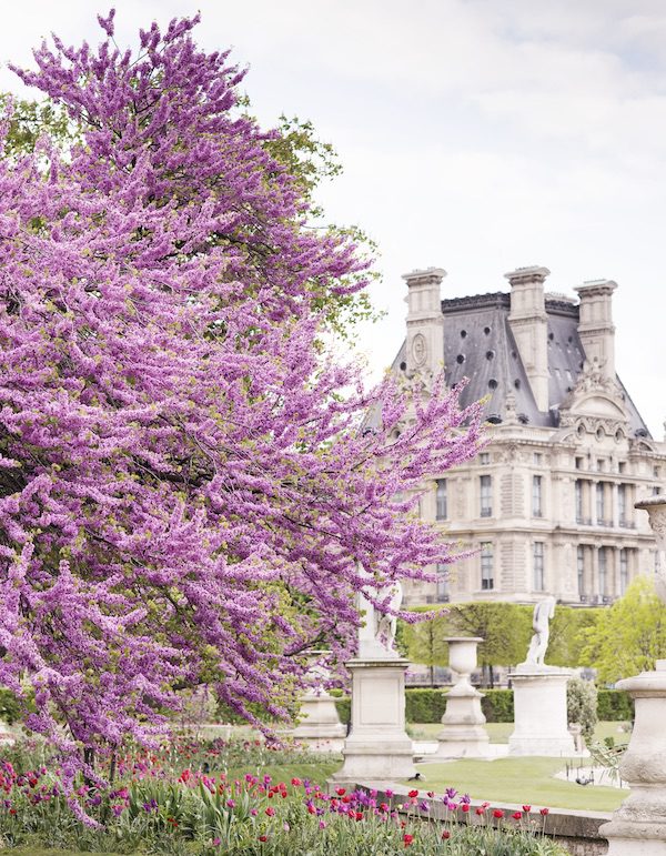 Flowering locust trees in spring in the Tuilieries Gardens with the Louvre in the background, Paris, France