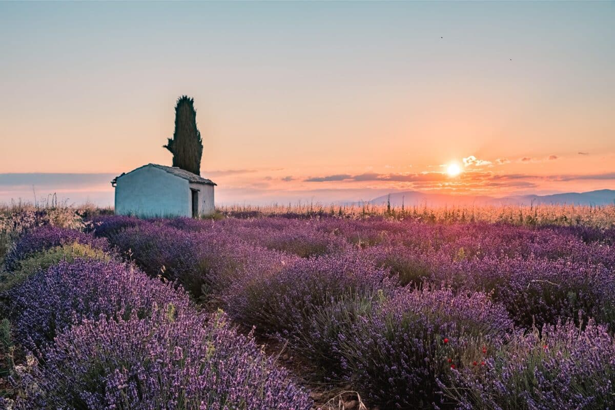 lavender fields of provence at sunset