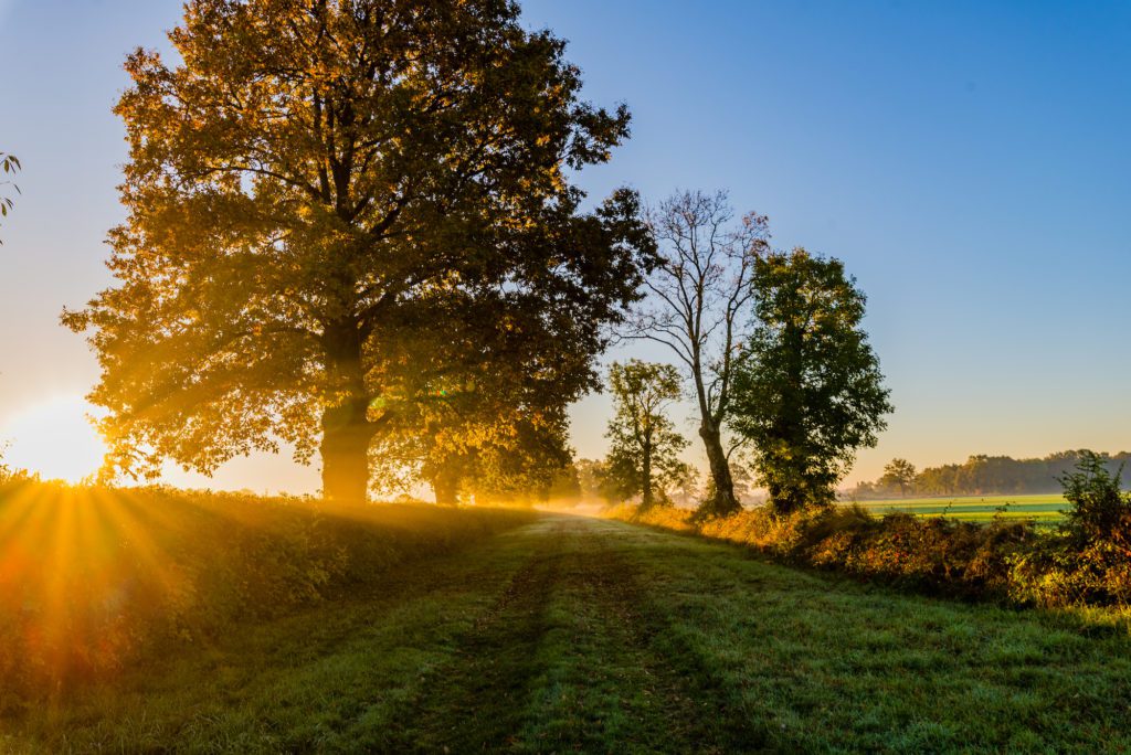 trees at sunset in fall
