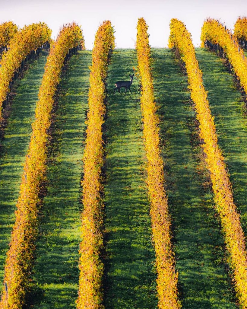 green and yellow vineyard lines