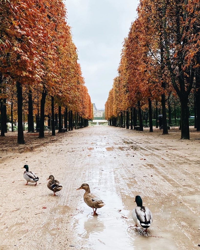 ducks walk along a park path lined by fall trees