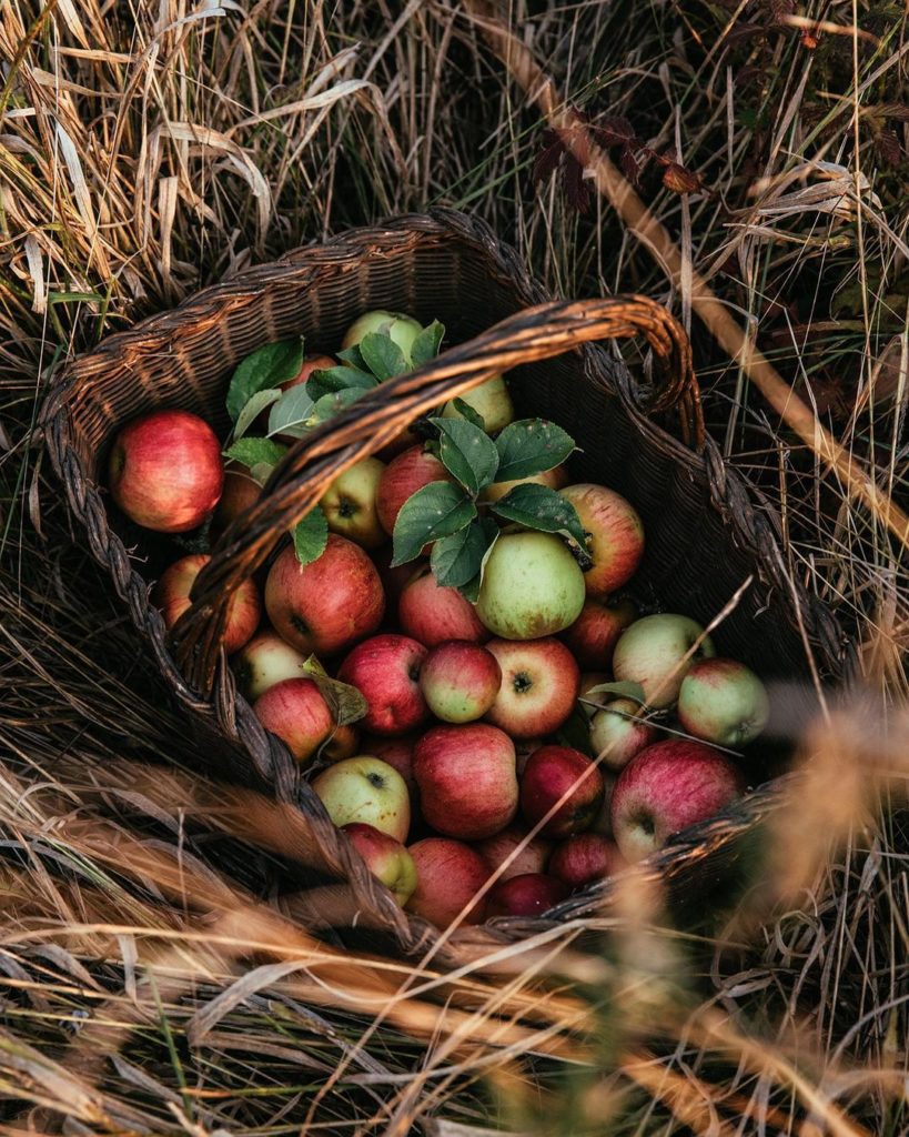 basket of red apples in a field