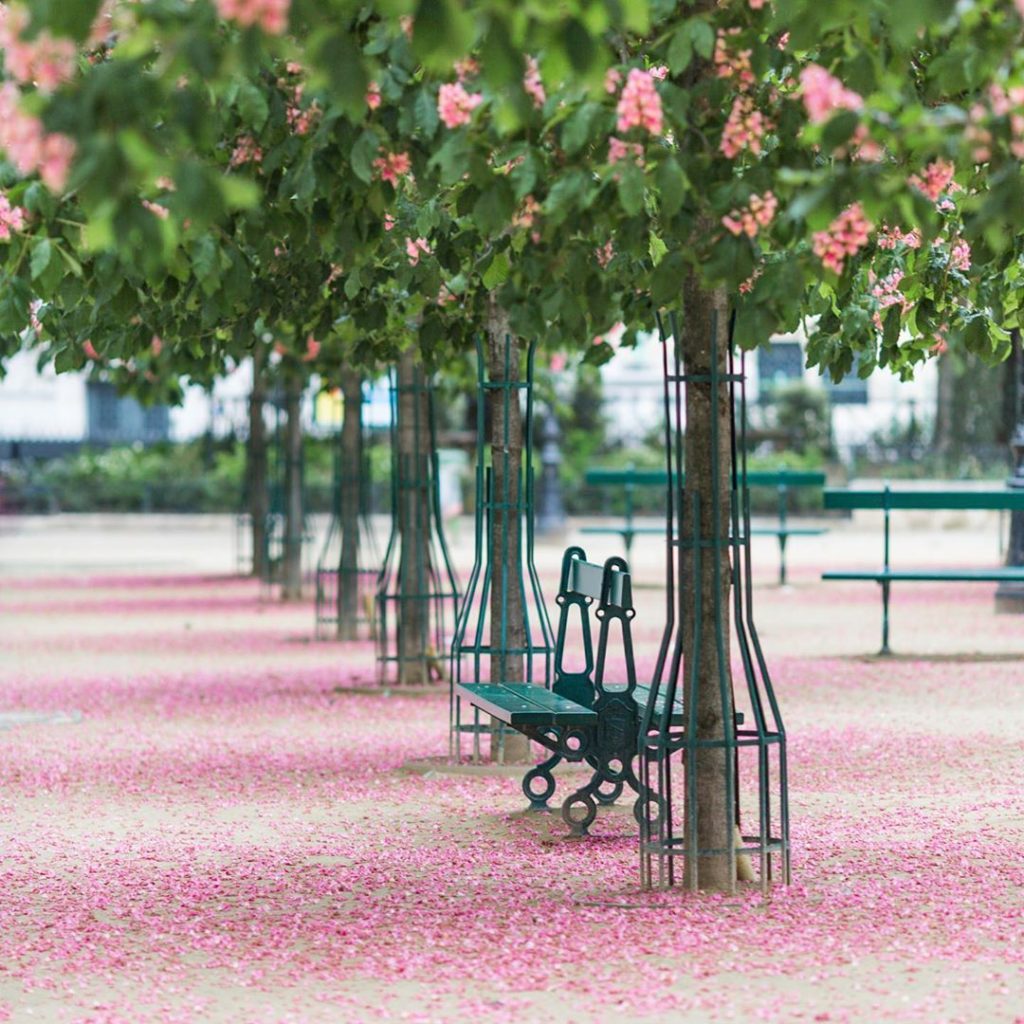 petals on the ground around a bench in a park