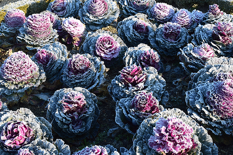 Close up of vegetables covered in snow at the château de Villandry © 