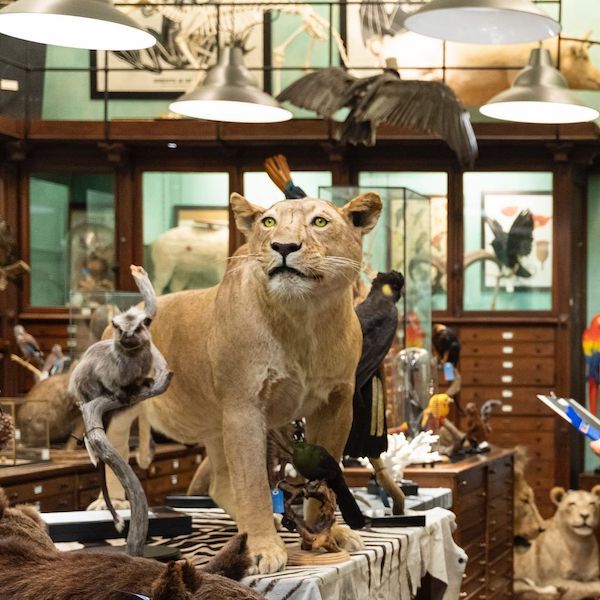 taxidermy animals in french shop