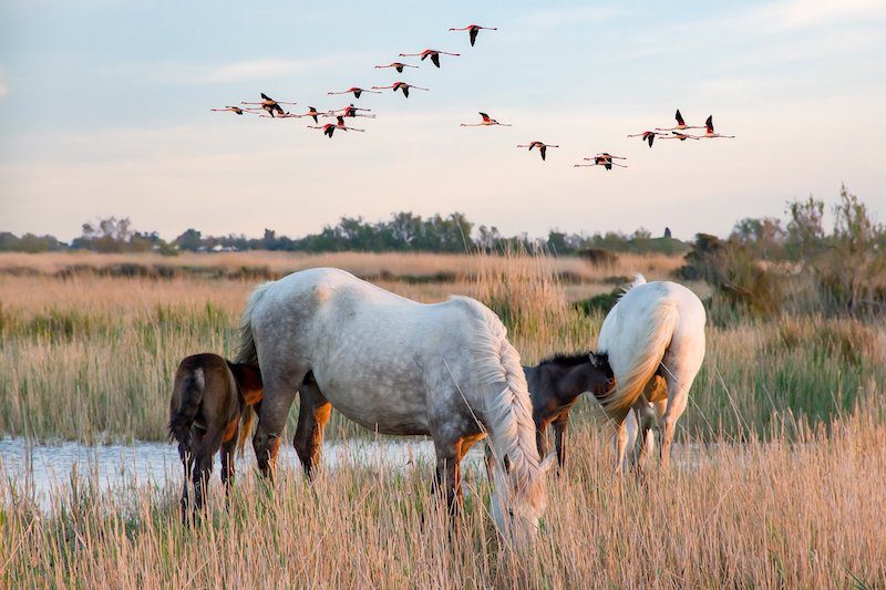 horses in reeds and flamingoes flying overhead