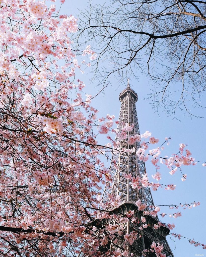 Samenwerking Formuleren Nauwkeurig My French Country Home Magazine » Where & When to See Cherry Blossoms in  Paris