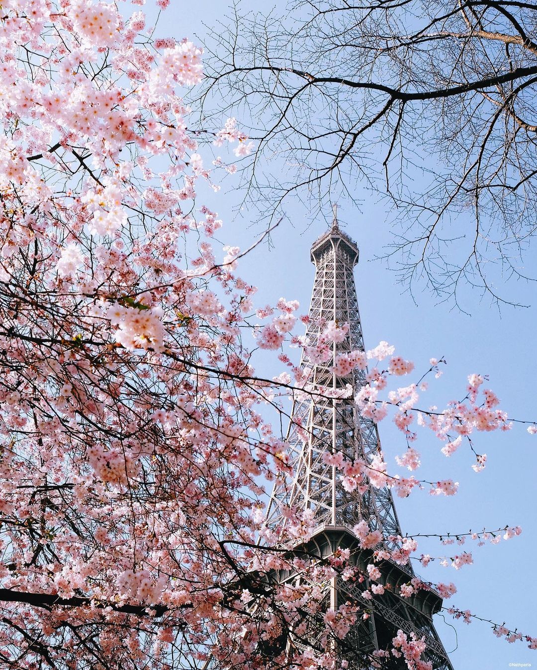 Where & When to See Cherry Blossoms in Paris My French Country Home Magazine