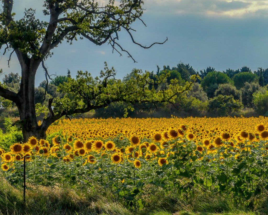 sunflower field