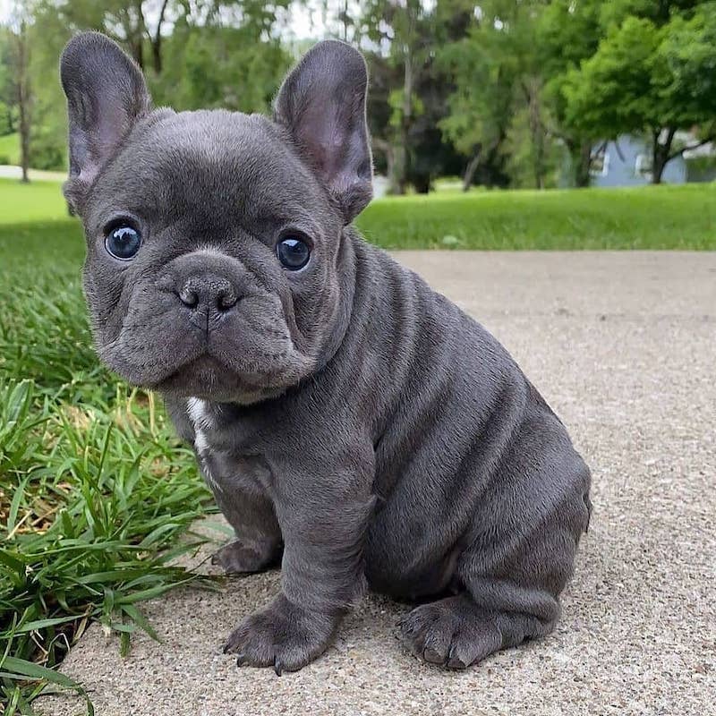 spanish bulldog puppies