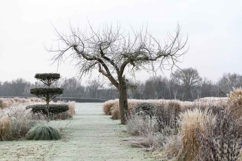 garden in frost