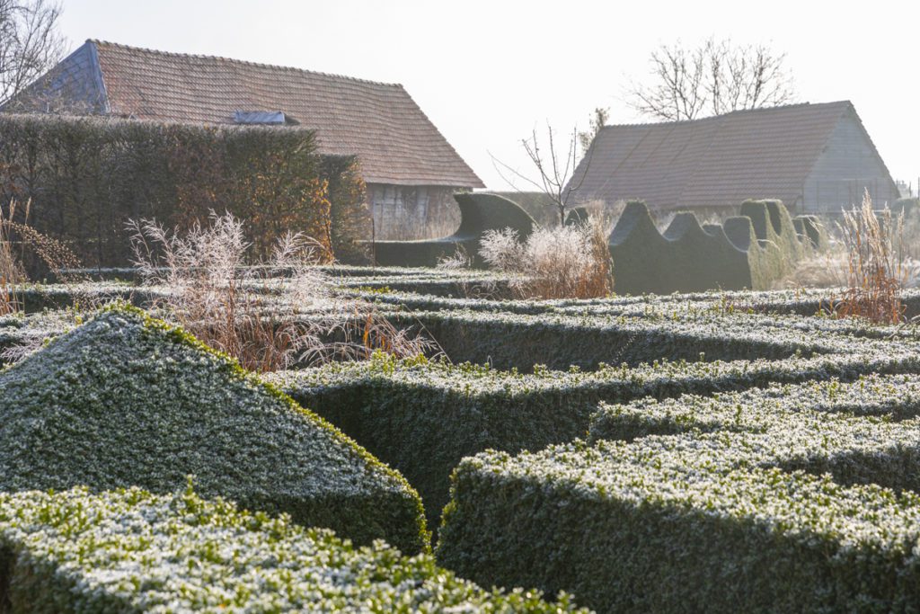 garden in frost