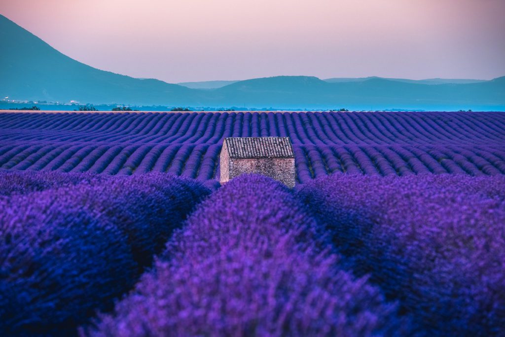 lavender field with cottage