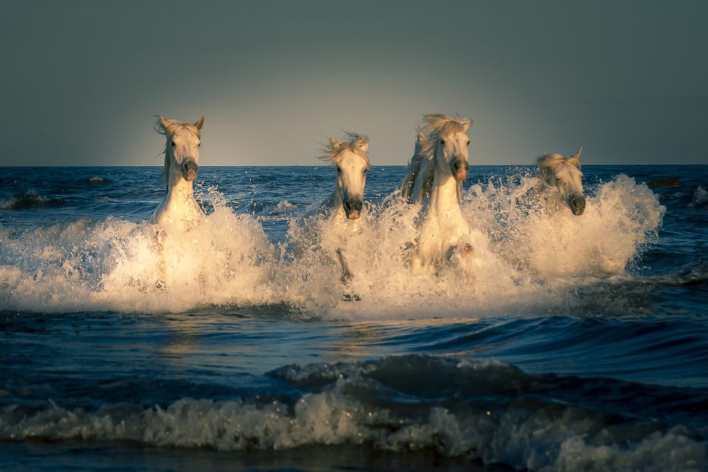 horses in water