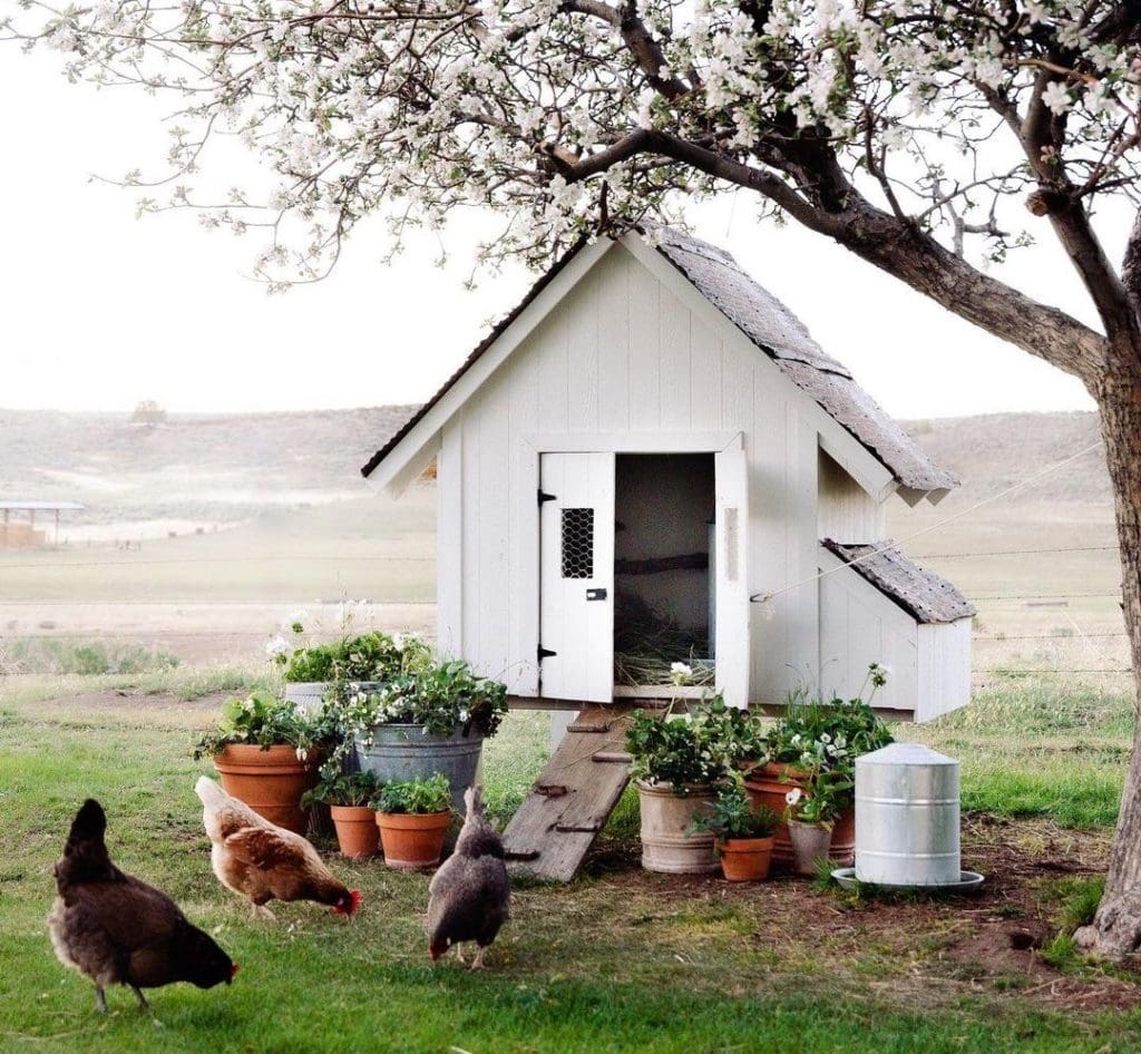 chicken coop