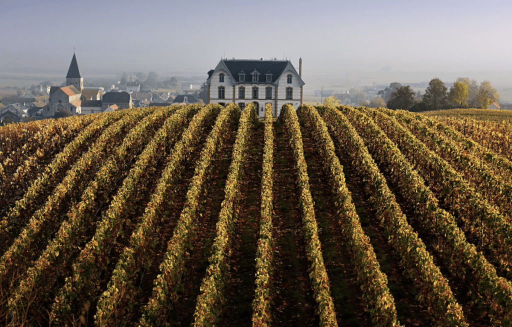 vineyard with chateau
