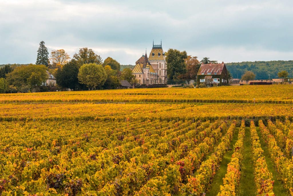 vineyard