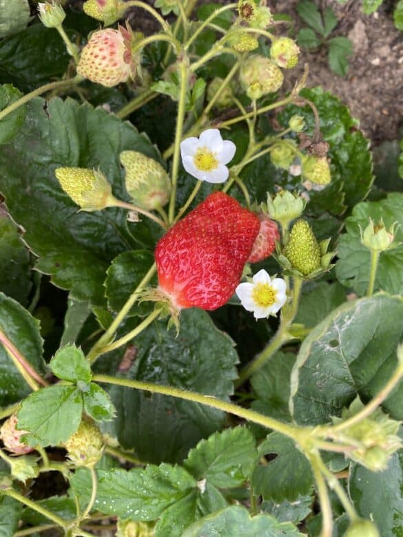 10 French Gardening Tips