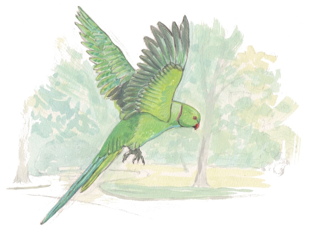 parakeet illustration by celine chollet