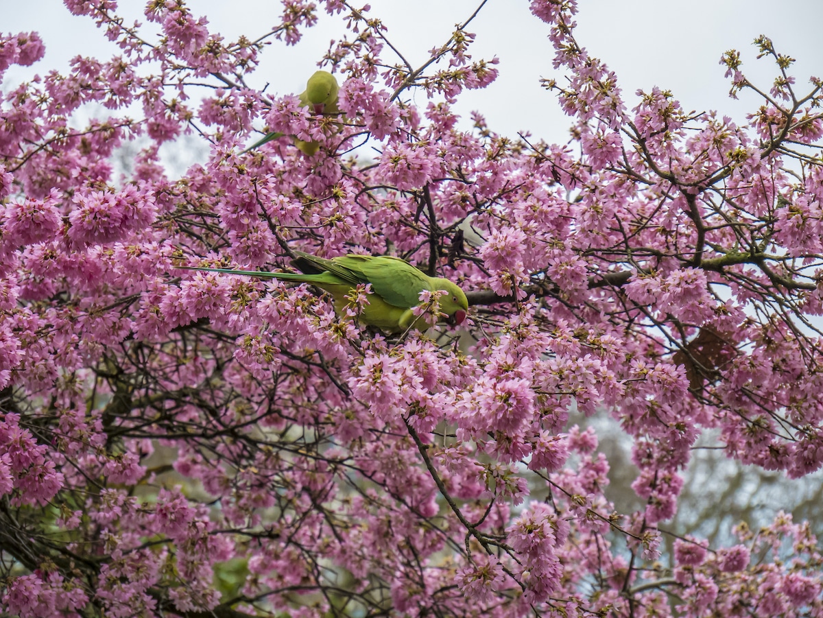 parakeets in a blossoming tree at spring