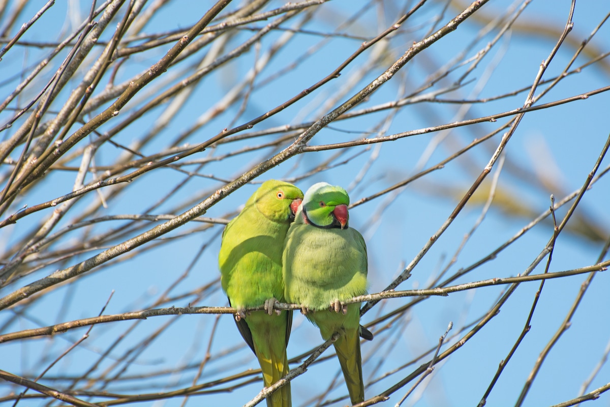 2 parakeets on a branch