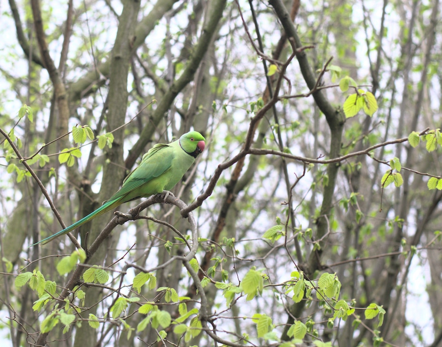 parakeet in a budding tree in spring