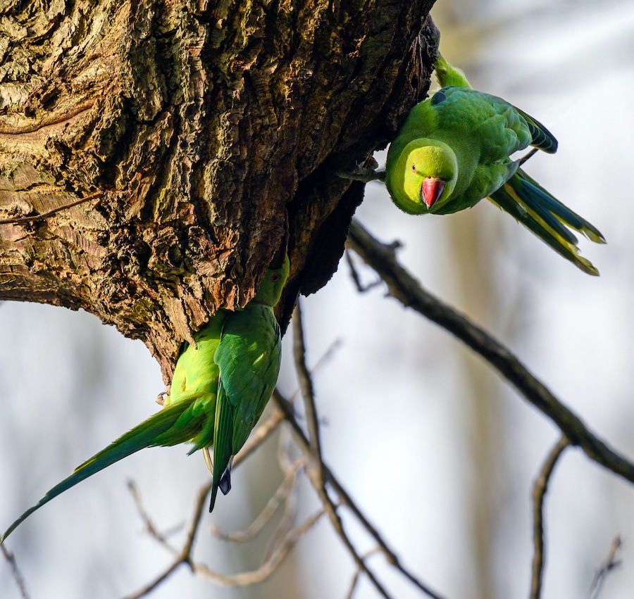 2 parakeets in a tree