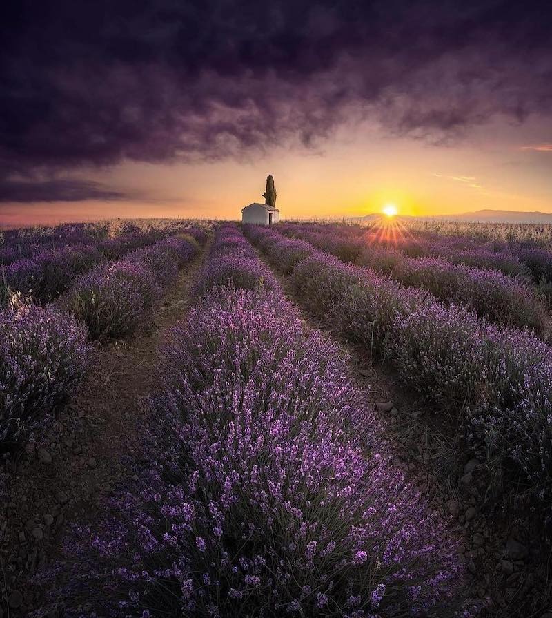 provence lavender fields