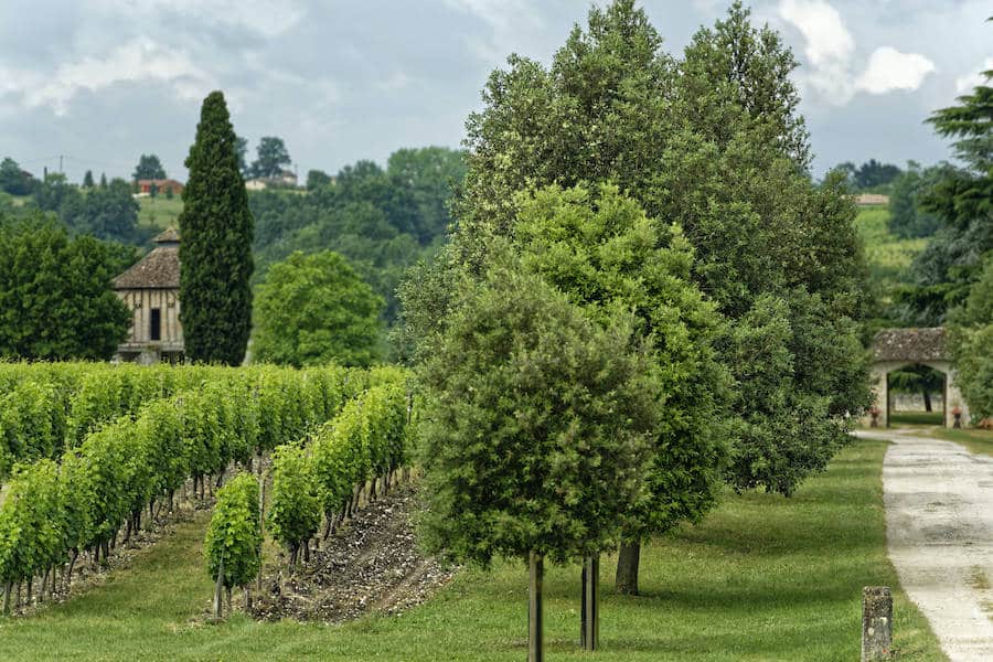 vineyards