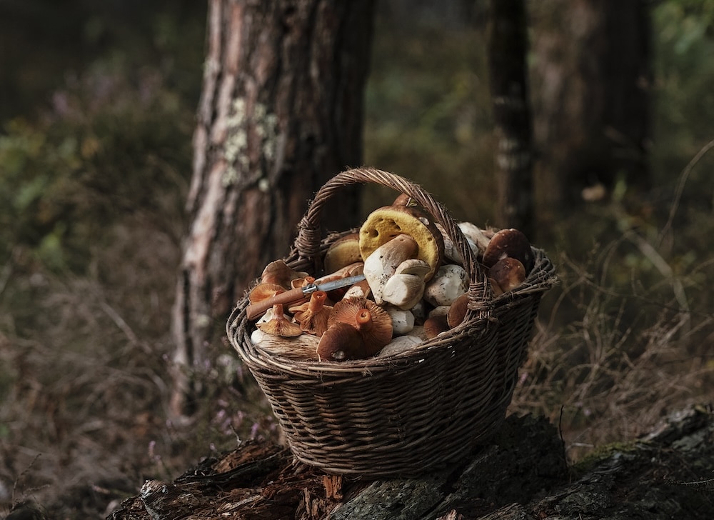 french mushrooms from the annual mushroom hunt