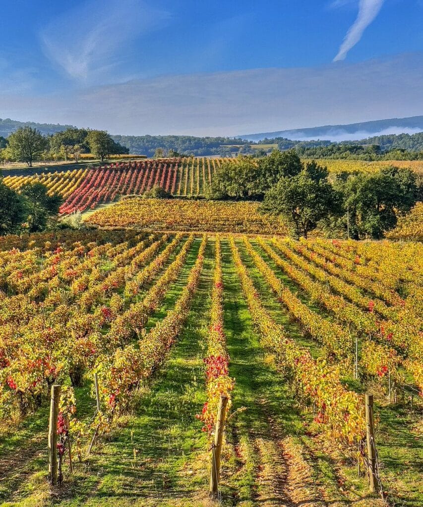 fall in france vineyards