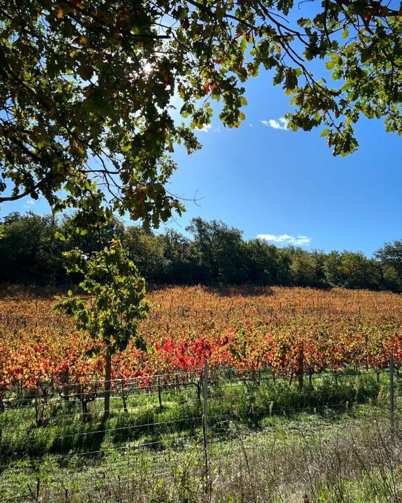 fall in france vineyards