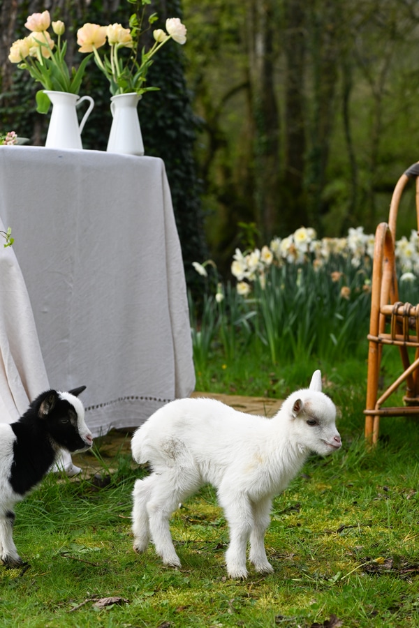 spring table setting with abby goats