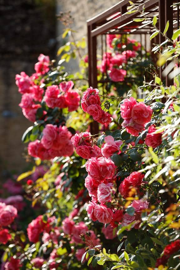 french garden design roses