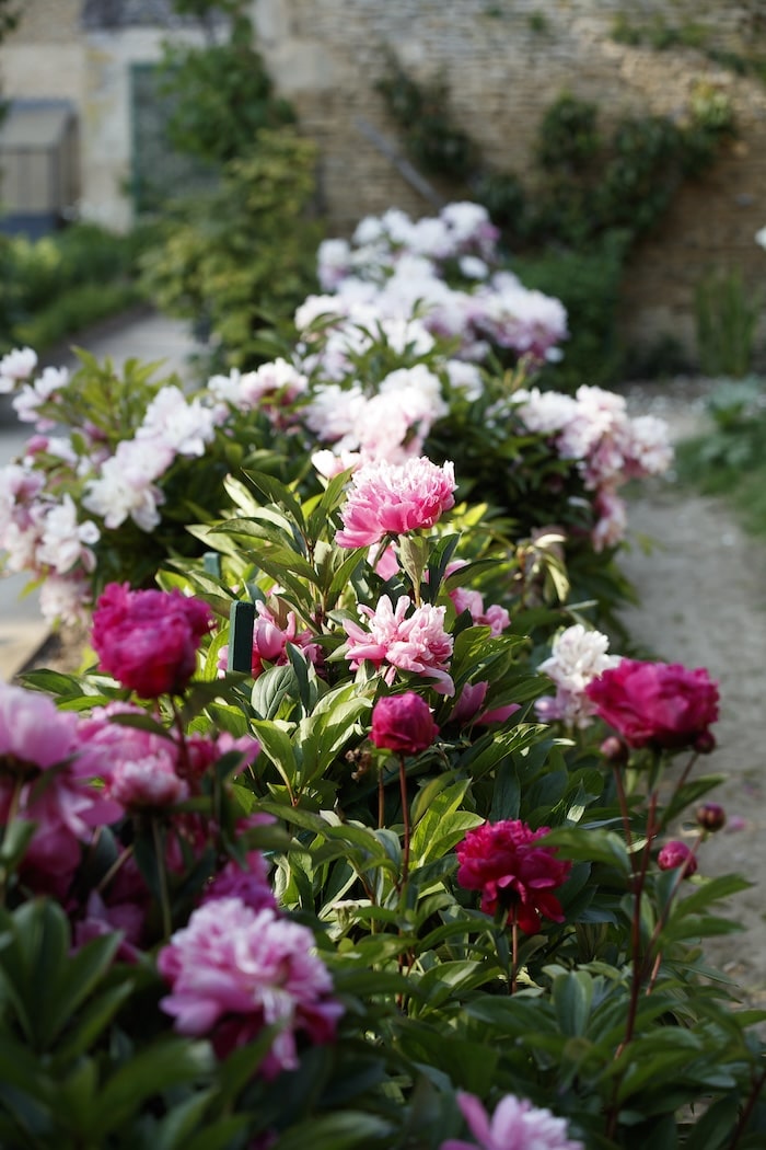 french garden design peonies