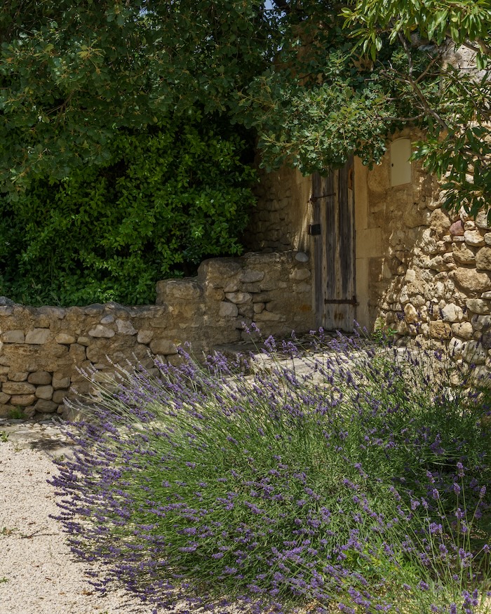 french garden design lavender