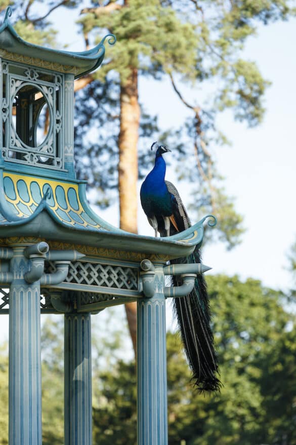 Peacock in gardens of Bagatelle