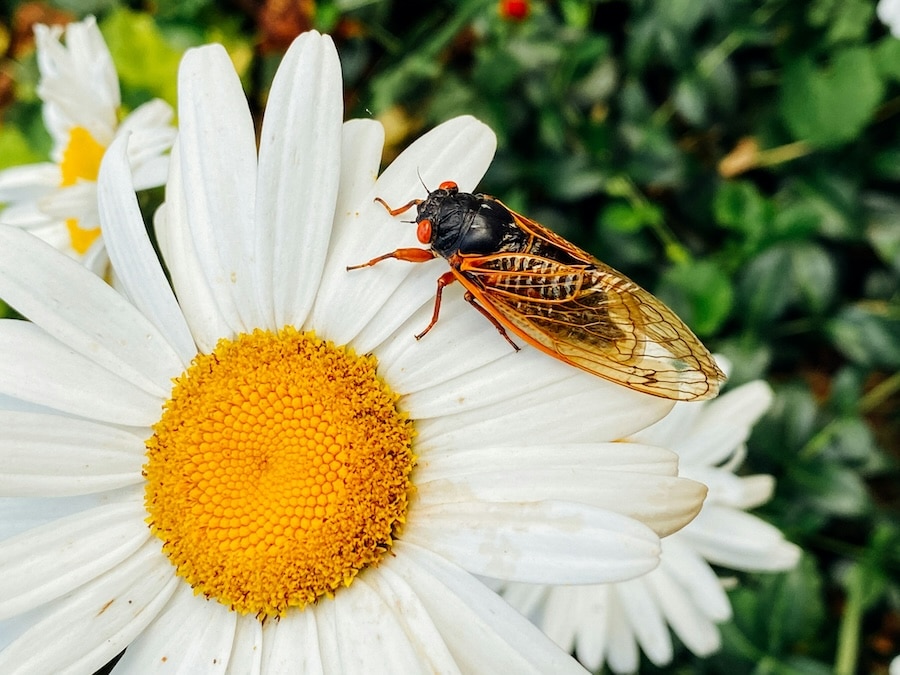 the provence cicada on a flower